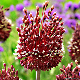 Лук декоративный аметистовый Ред Могикан