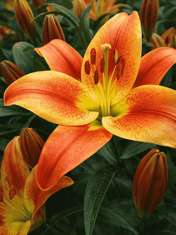 Лилия Montego Bay