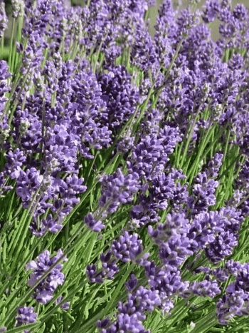 Лаванда узколистная Ellagance Purple