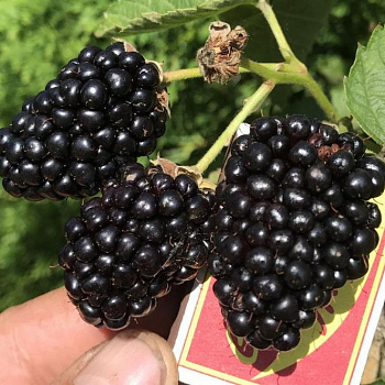 Ежевика Прайм Арк 45