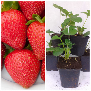 Земляника садовая Лола НАБОР 5ШТ