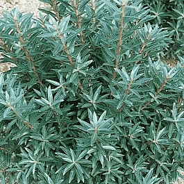 Облепиха крушиновидная Hikul