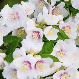 Чубушник гибридный Belle Etoile