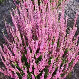 Вереск обыкновенный Rote Liliane