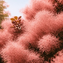 Скумпия кожевенная Foliis Purpureis
