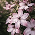Клематис Utopia