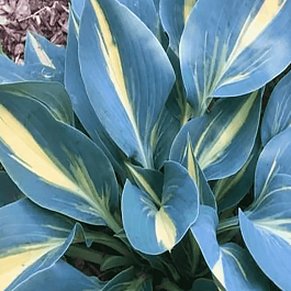 Хоста Party Popper