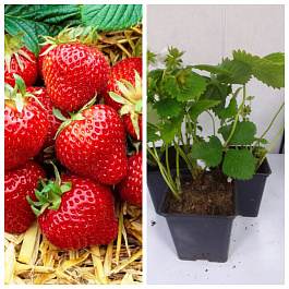 Земляника садовая Бравура НАБОР 3ШТ Земляника садовая Бравура НАБОР 3ШТ