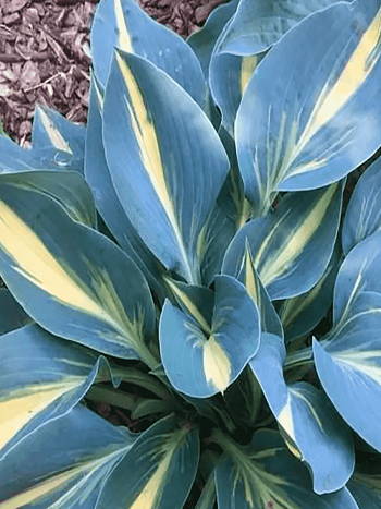 Хоста Party Popper