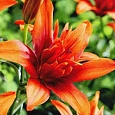 Лилия Red Twin