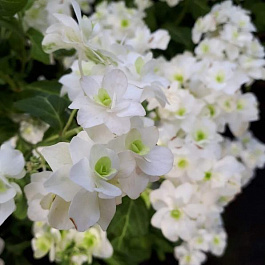 Гортензия пильчатая White on White