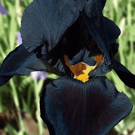 Ирис германский Black Knight