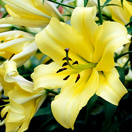Лилия ОТ-гибрид Йеллоувин НАБОР 2ШТ (2+2)