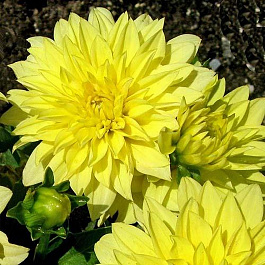 Георгина декоративная Гэллери Пинто