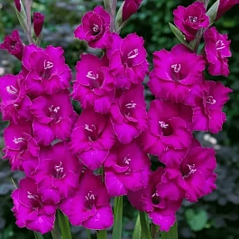 Гладиолус Manuela