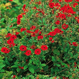 Лапчатка темно-кроваво-красная