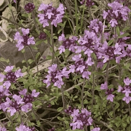 Тимьян длинностебельный