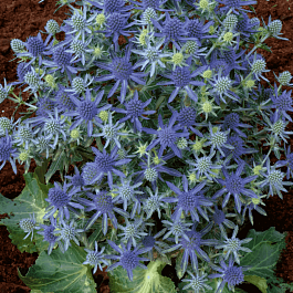 Синеголовник плосколистный Blue Hobbit