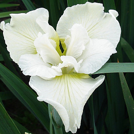 Ирис сибирский Харпсвелл Хеппинесс Ирис сибирский Харпсвелл Хеппинесс