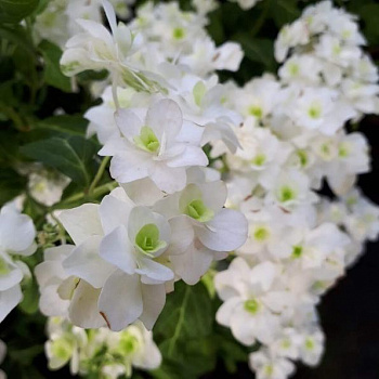Гортензия пильчатая White on White