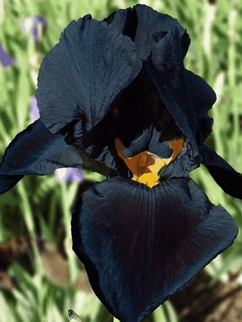 Ирис германский Black Knight