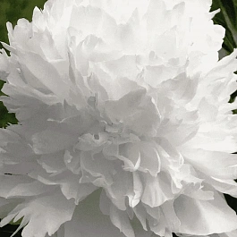 Пион Молочноцветковый Double White