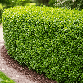 Бирючина обыкновенная Atrovirens