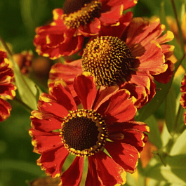 Гелениум осенний Rotgold