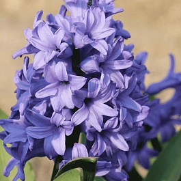 Гиацинт Minos