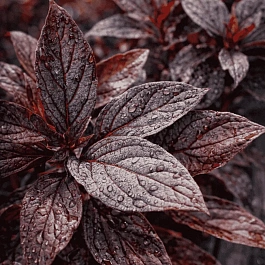 Дерен белый Nightfall