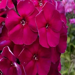 Флокс метельчатый Opium