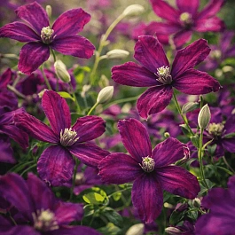 Клематис Sweet Summer Love PBR