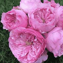 Роза Английская кустовая Carey (AUSweather)