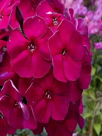 Флокс метельчатый Opium