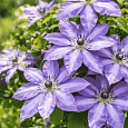 Клематис Serafina