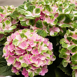 Гортензия крупнолистовая Мэджикал Кристалл