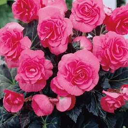 Бегония Double Pink