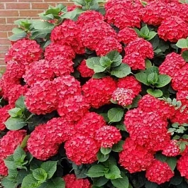 Гортензия Macrophylla red