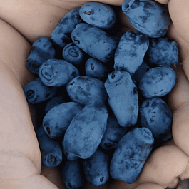 Жимолость плодовая Золушка