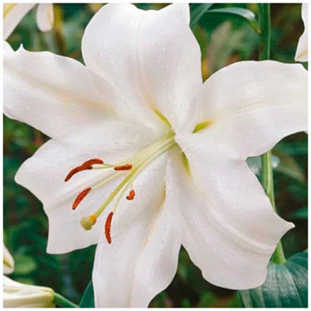 Лилия ЛОО-гибрид Папосо