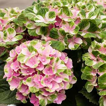 Гортензия крупнолистовая Мэджикал Кристалл