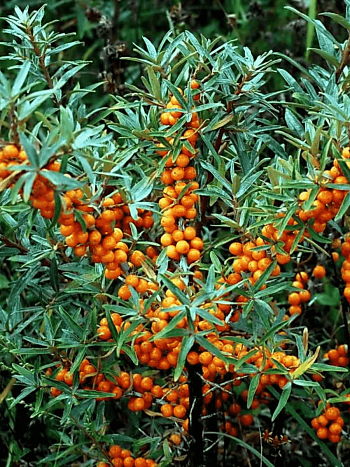 Облепиха крушиновидная Hergo