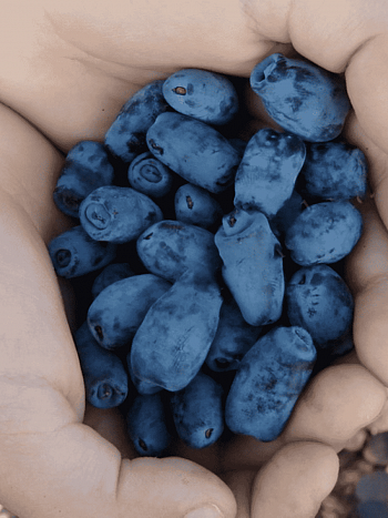 Жимолость плодовая Золушка