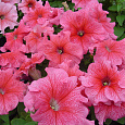 Петуния крупноцветковая Танго Розовая Петуния крупноцветковая Танго Розовая