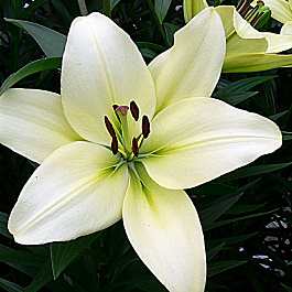 Лилия ЛА-гибрид Курьер