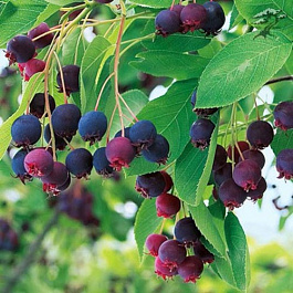 Ирга древовидная Робин Хилл