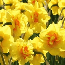 Нарцисс Ascot