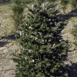 Пихта корейская Zenek