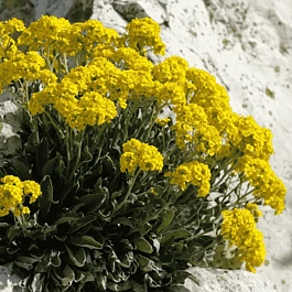 Ауриния скальная Gold Cushion