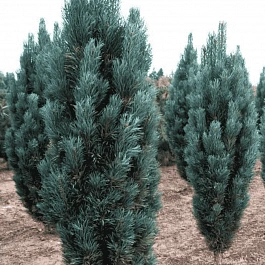 Сосна чёрная Fastigiata